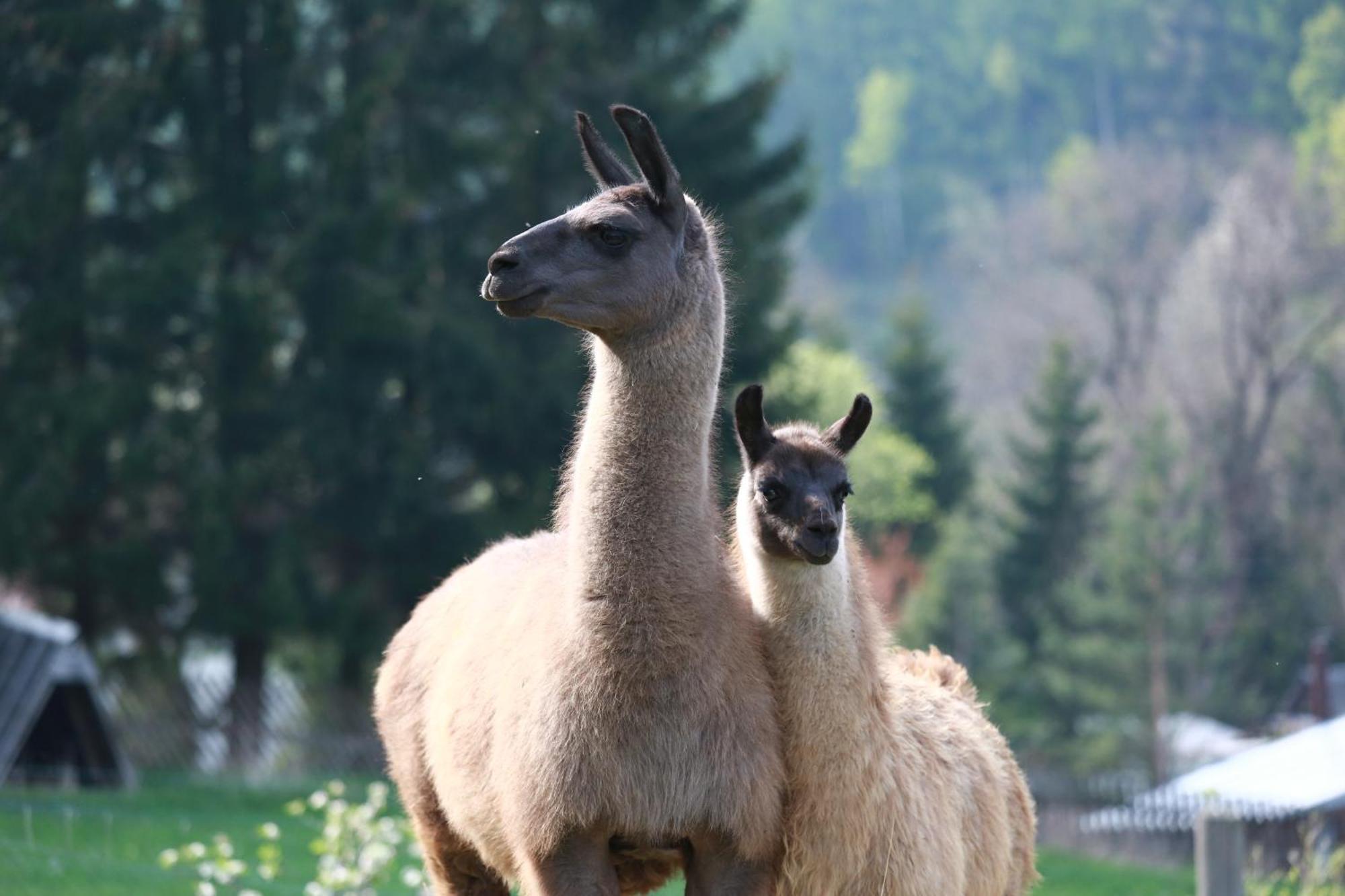 Faunapark Lipova-Lazne Экстерьер фото